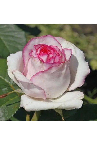Hybrid tea rose ‘Dolce Vita’
